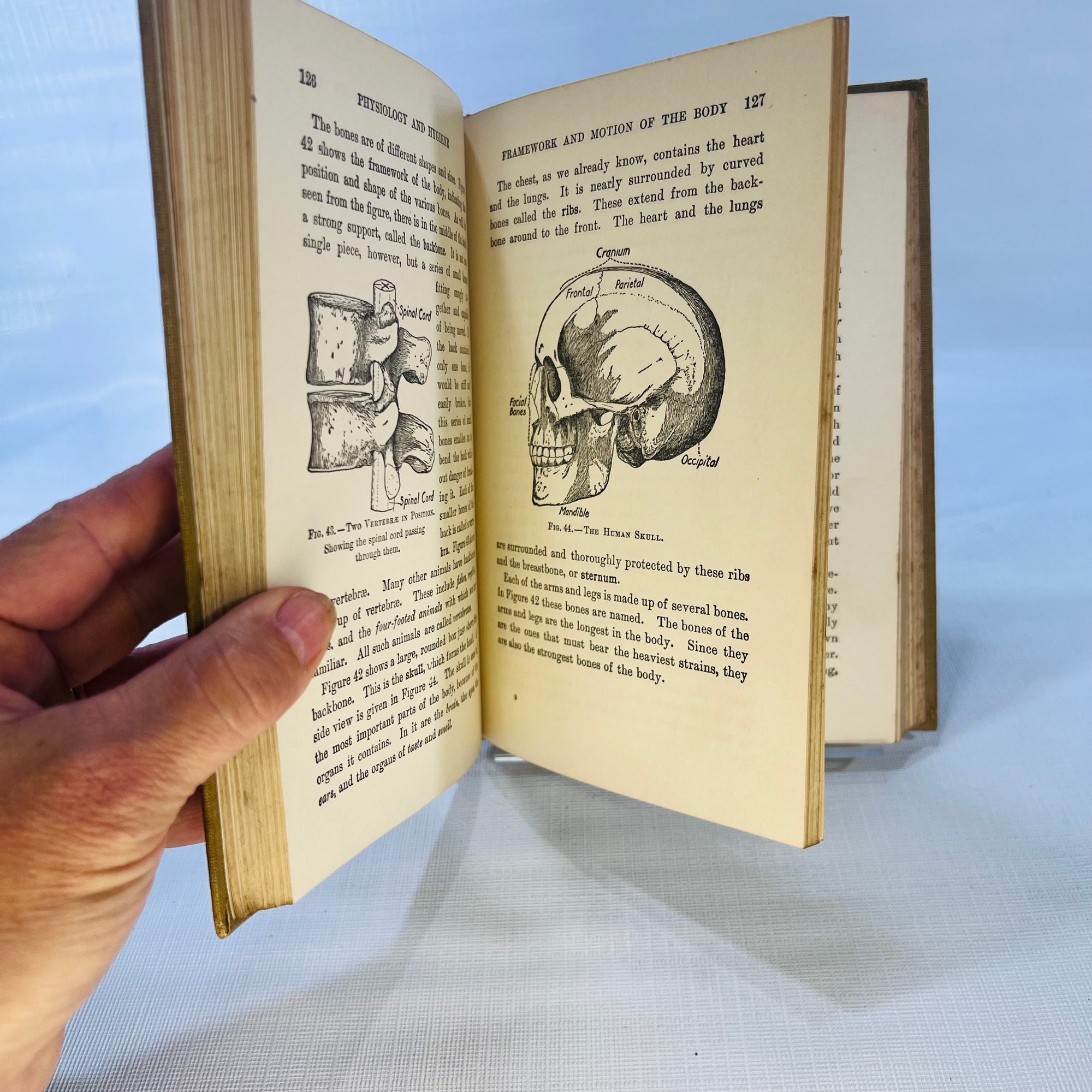 Elementary Physiology and Hygiene For Use in Schools by H.W. Conn 1906 Phd Silver, Burdett and Company