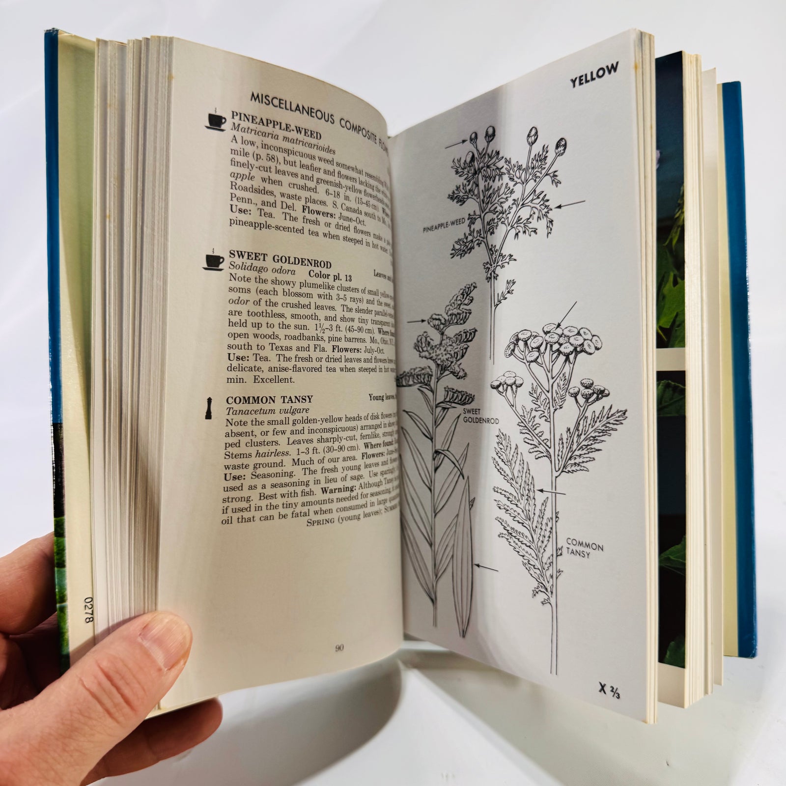 A Field Guide to Edible Wild Plants of Eastern and Central North America by Lee Allen Peterson (Peterson Field Guides)