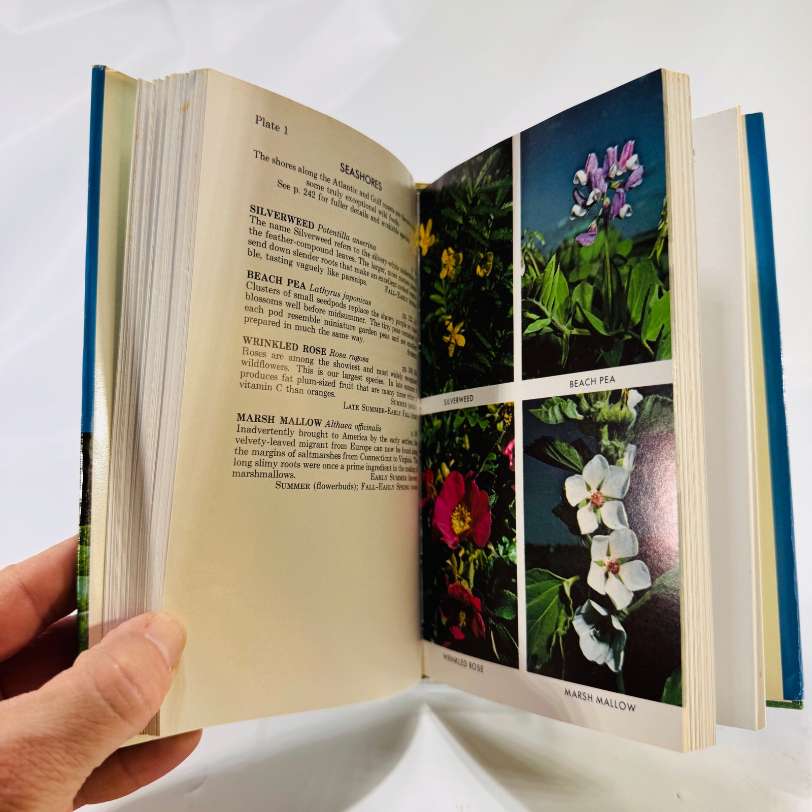 A Field Guide to Edible Wild Plants of Eastern and Central North America by Lee Allen Peterson (Peterson Field Guides)