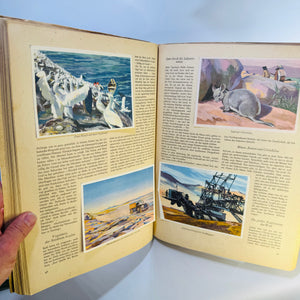 German Vintage Children's Adventure Book, Sanella Promotional Album, 1952, Illustrated Central & South America