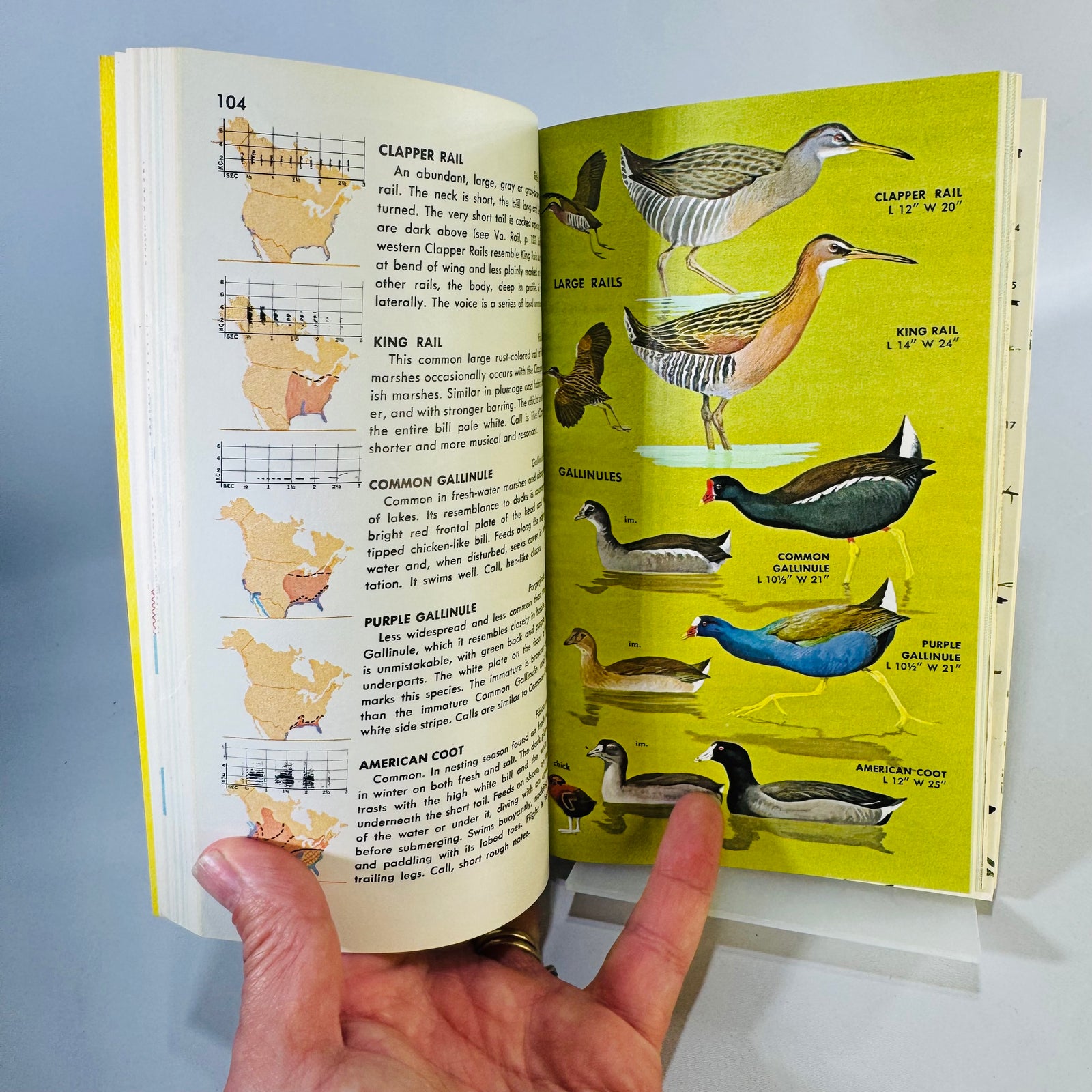 Birds of North America (1966) — Robbins, Bruun & Zim; Illus. Arthur Singer | Golden Press Paperback, Ornithology Field Guide • Natural History