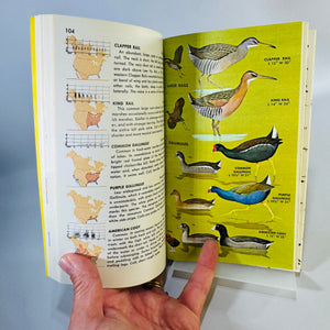 Birds of North America (1966) — Robbins, Bruun & Zim; Illus. Arthur Singer | Golden Press Paperback, Ornithology Field Guide • Natural History