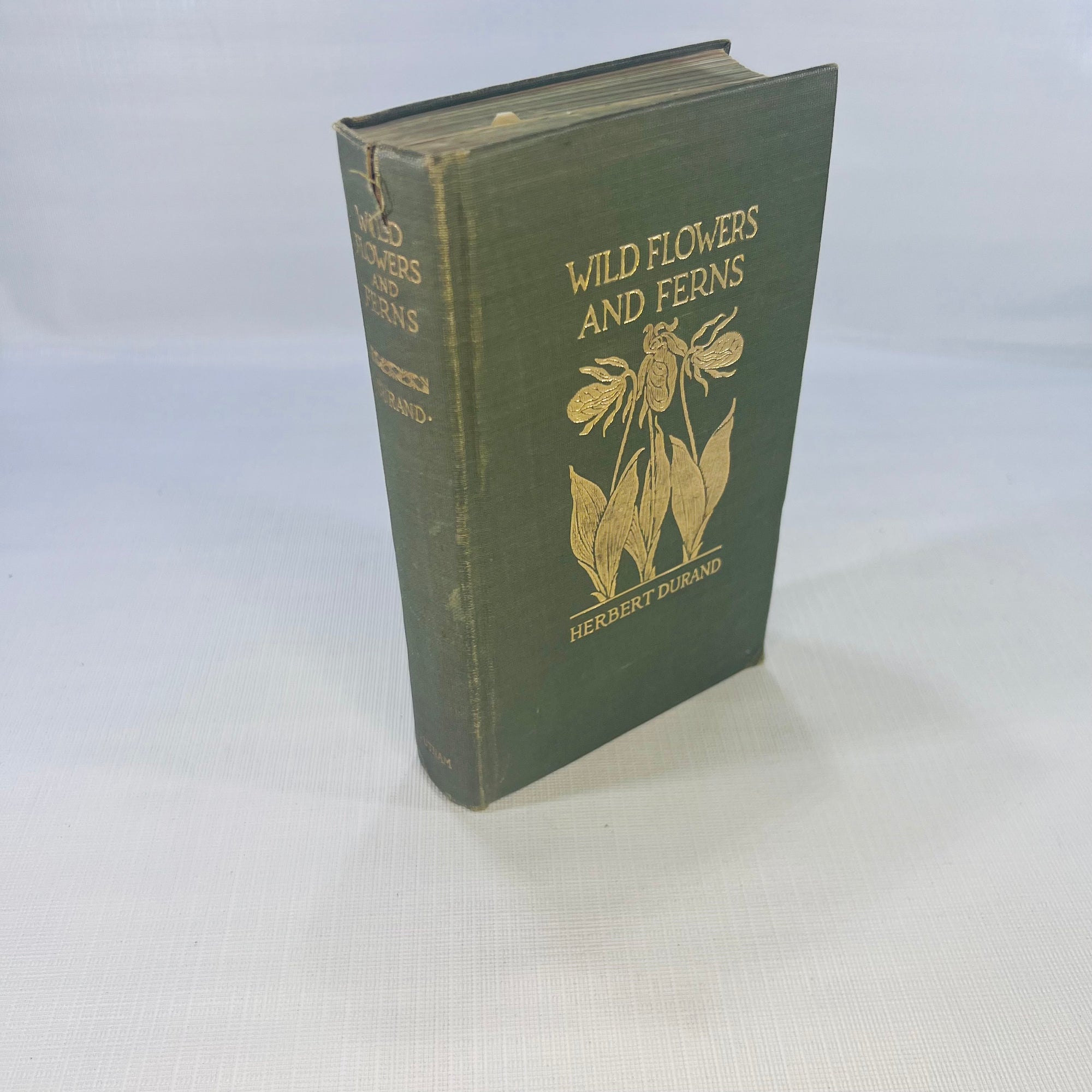 Wildflowers and Ferns in their Homes and in our Gardens by Herbert Durand 1925 G.P.Putnam's Sons