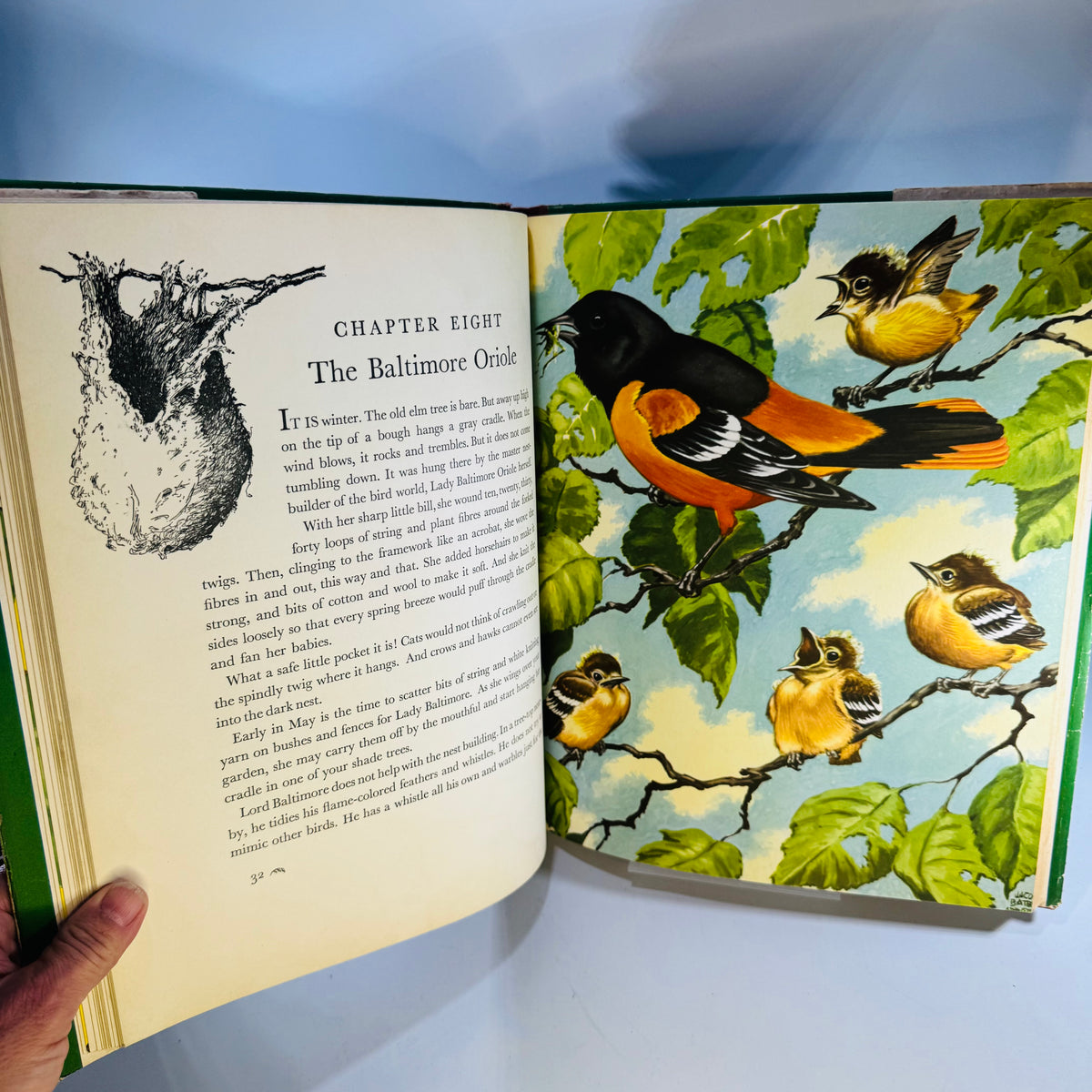 Vintage Birds at Home Book 1942 Marguerite Henry Jacob Bates Abbott Illustrated Bird Book