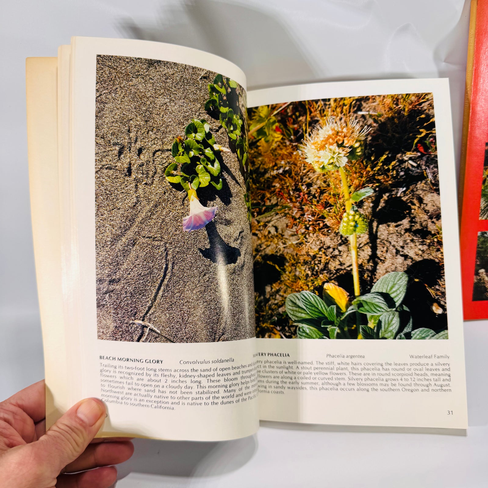 2 Vintage Wildflower Guidebooks – Pacific Coast & Shore Wildflowers (1964–1980), Paperback