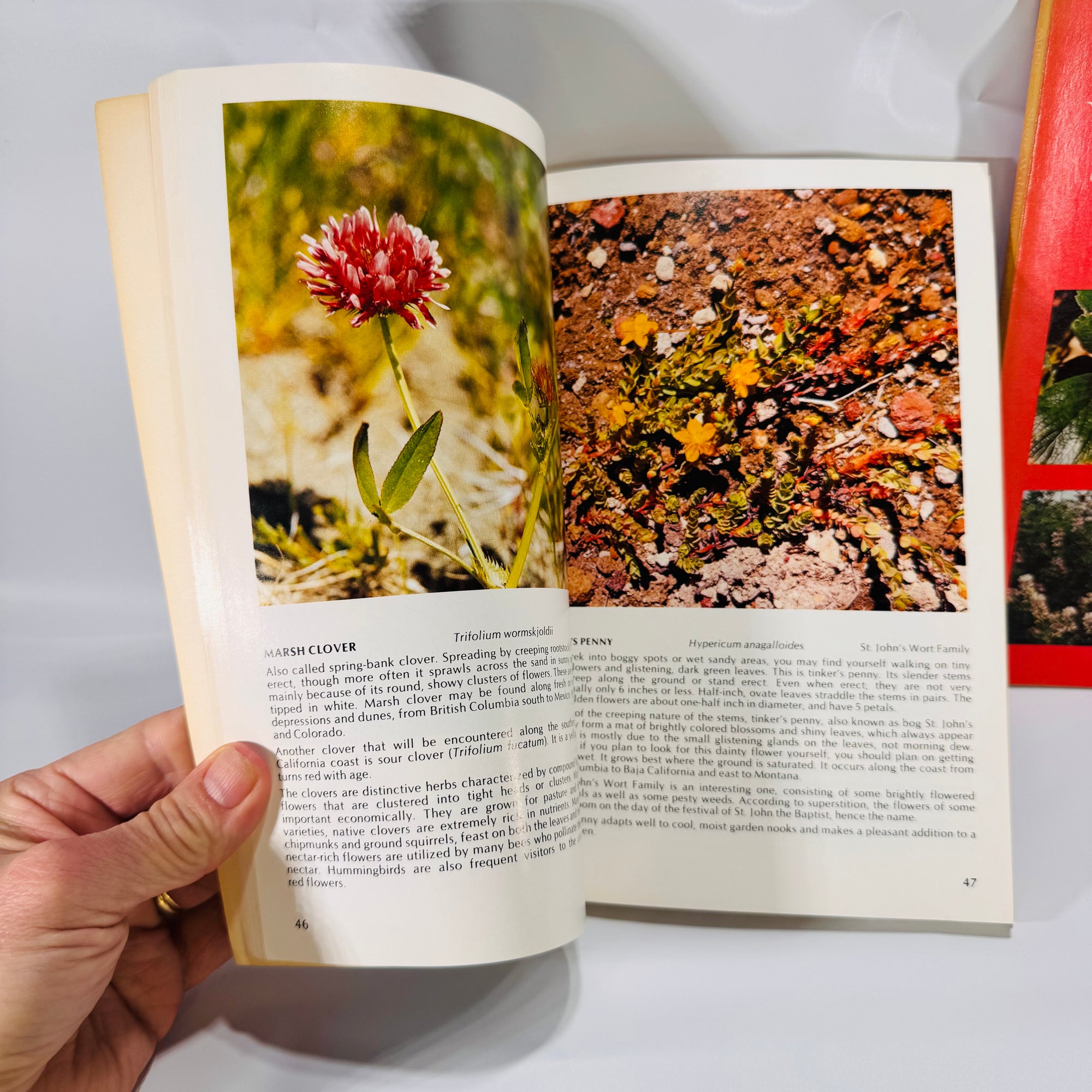 2 Vintage Wildflower Guidebooks – Pacific Coast & Shore Wildflowers (1964–1980), Paperback