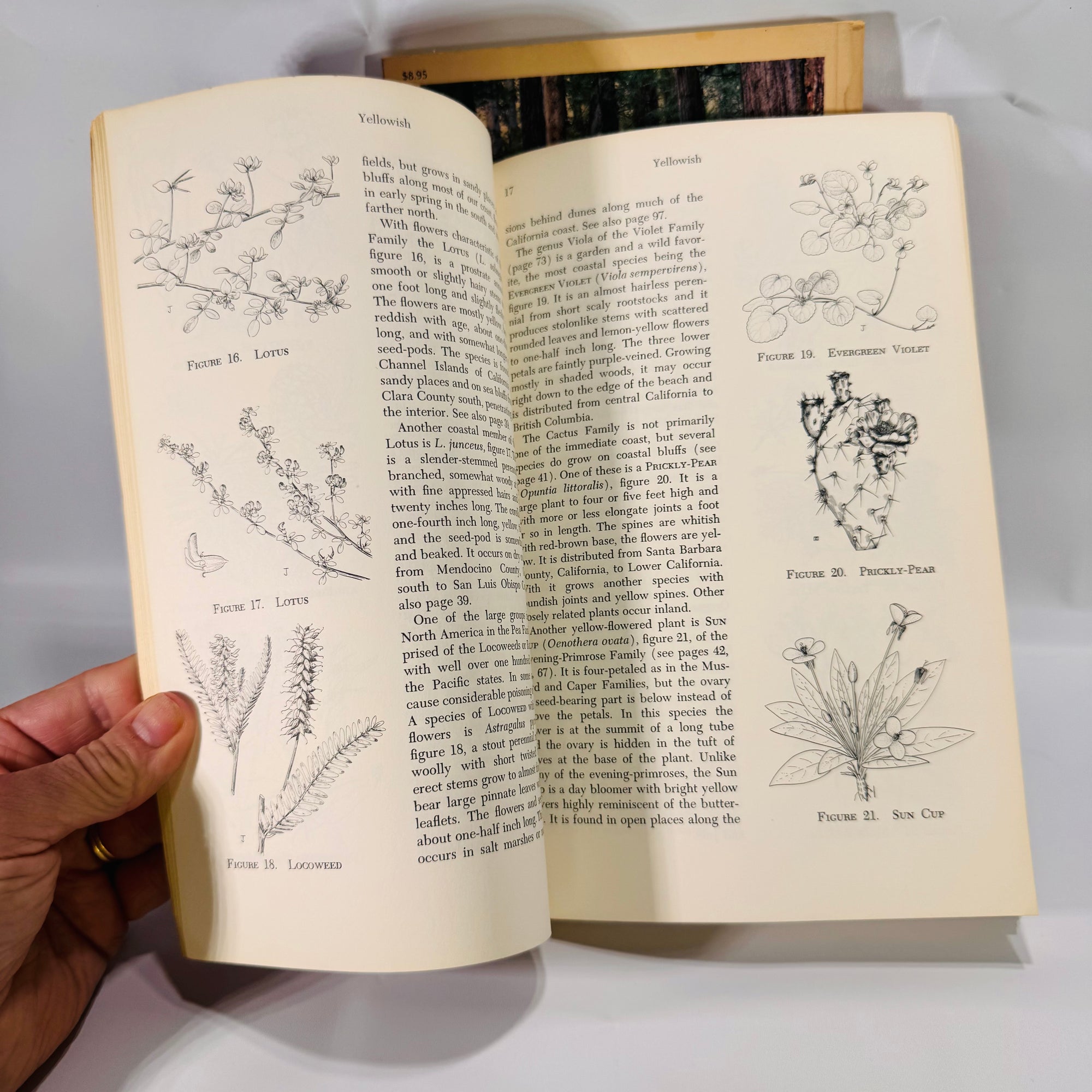 2 Vintage Wildflower Guidebooks – Pacific Coast & Shore Wildflowers (1964–1980), Paperback