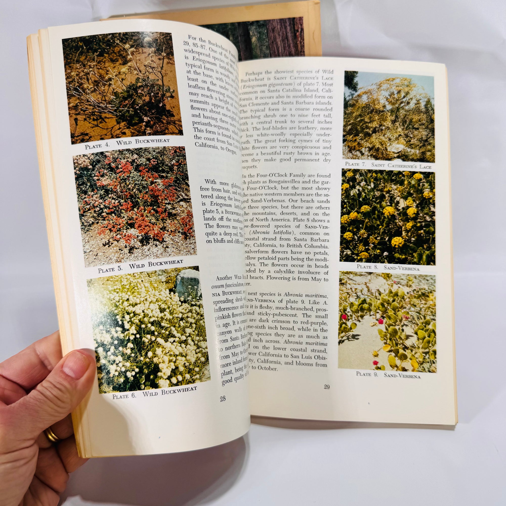 2 Vintage Wildflower Guidebooks – Pacific Coast & Shore Wildflowers (1964–1980), Paperback