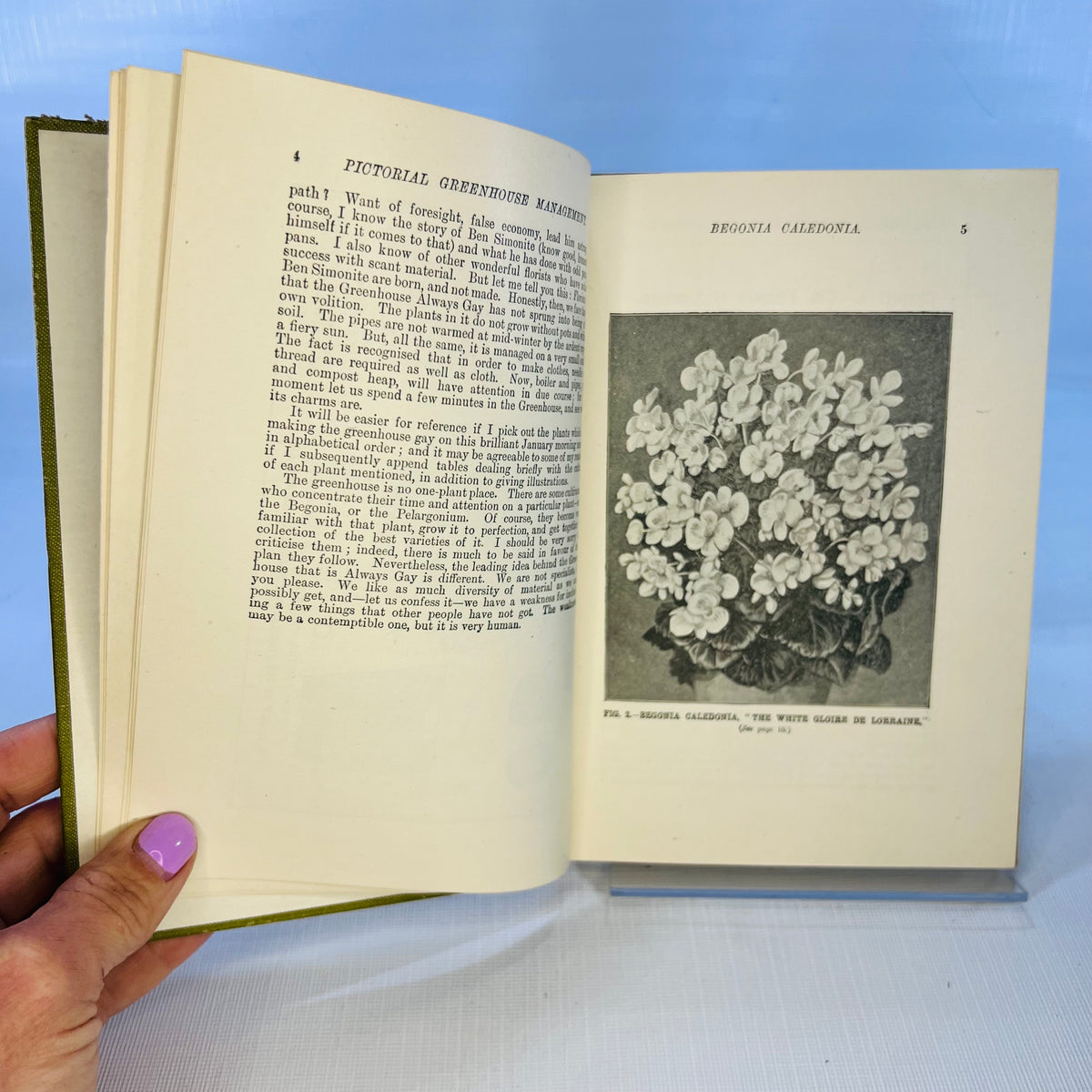 Pictorial Greenhouse Management by Walter P. Wright 1911 Cassell and Company Ltd.