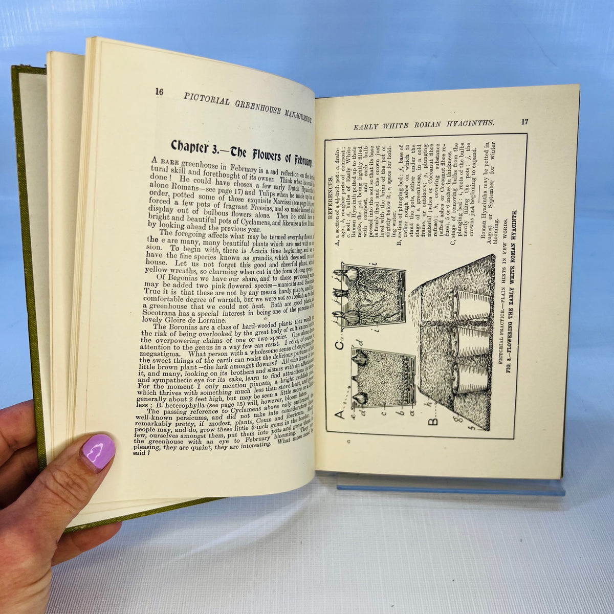Pictorial Greenhouse Management by Walter P. Wright 1911 Cassell and Company Ltd.