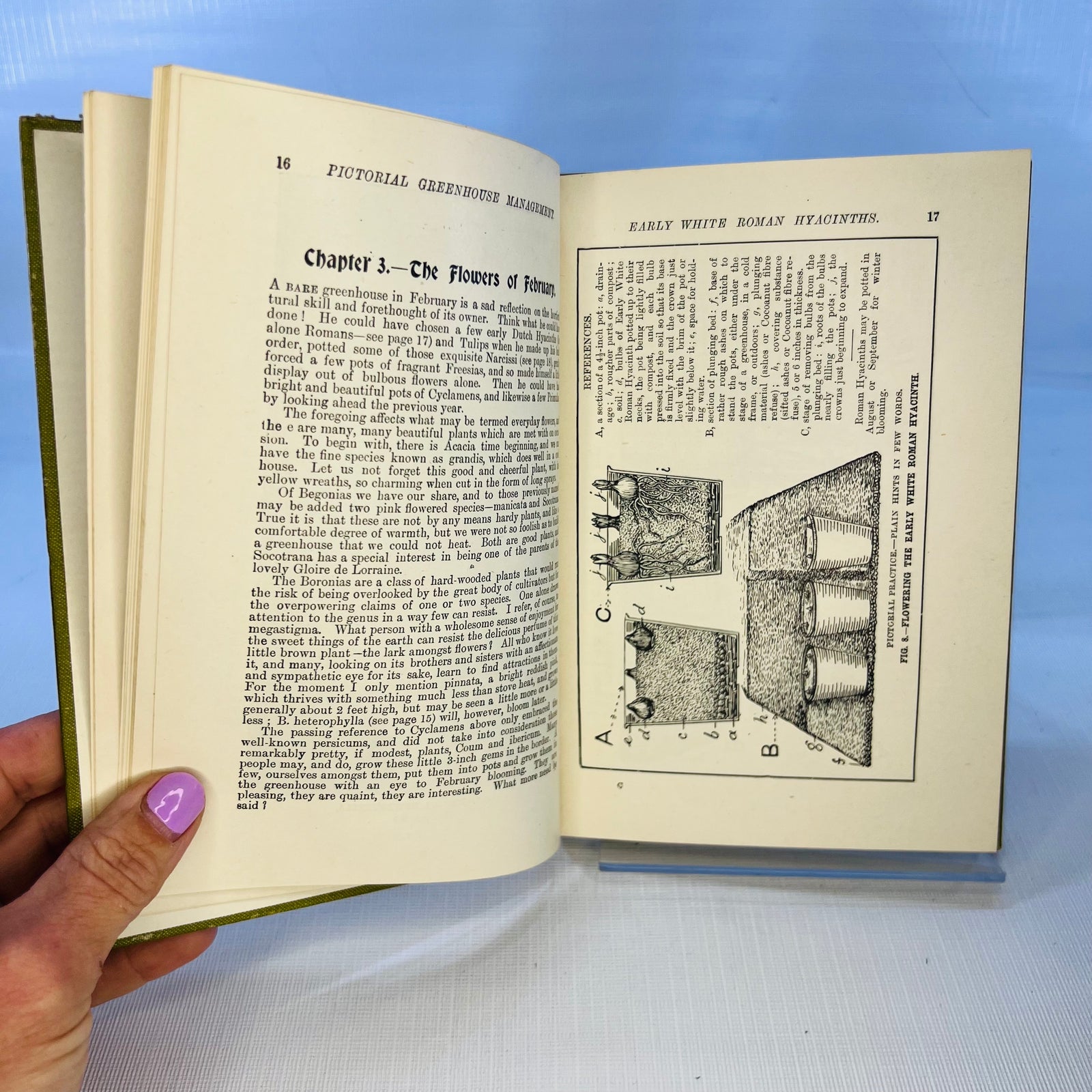 Pictorial Greenhouse Management by Walter P. Wright 1911 Cassell and Company Ltd.