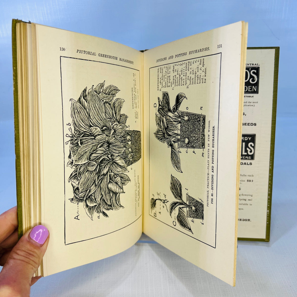 Pictorial Greenhouse Management by Walter P. Wright 1911 Cassell and Company Ltd.