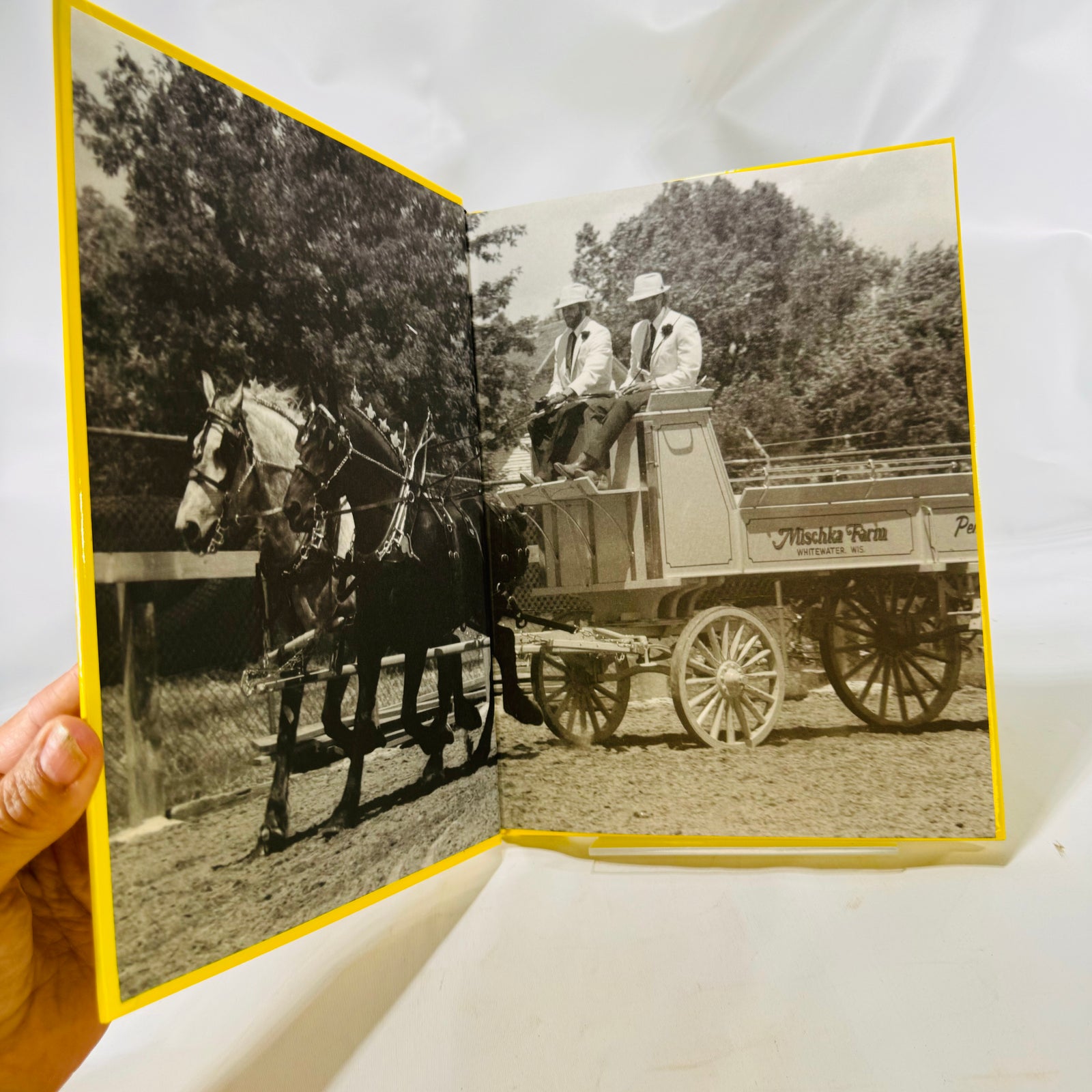 It's Showtime A Beginner's Guide to Showing Draft Horses by Robert A. Mischka Heart 1998 Prairie Press
