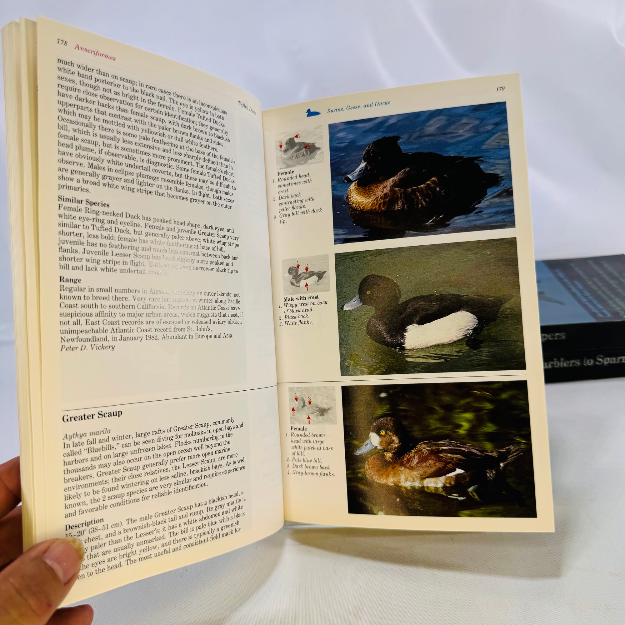 The Audubon Society Master Guide to Birding John Farrand 1983 by  First Edition Three Volumes Loons to Sandpipers Gulls to Dippers Old-World Warblers-Sparrows