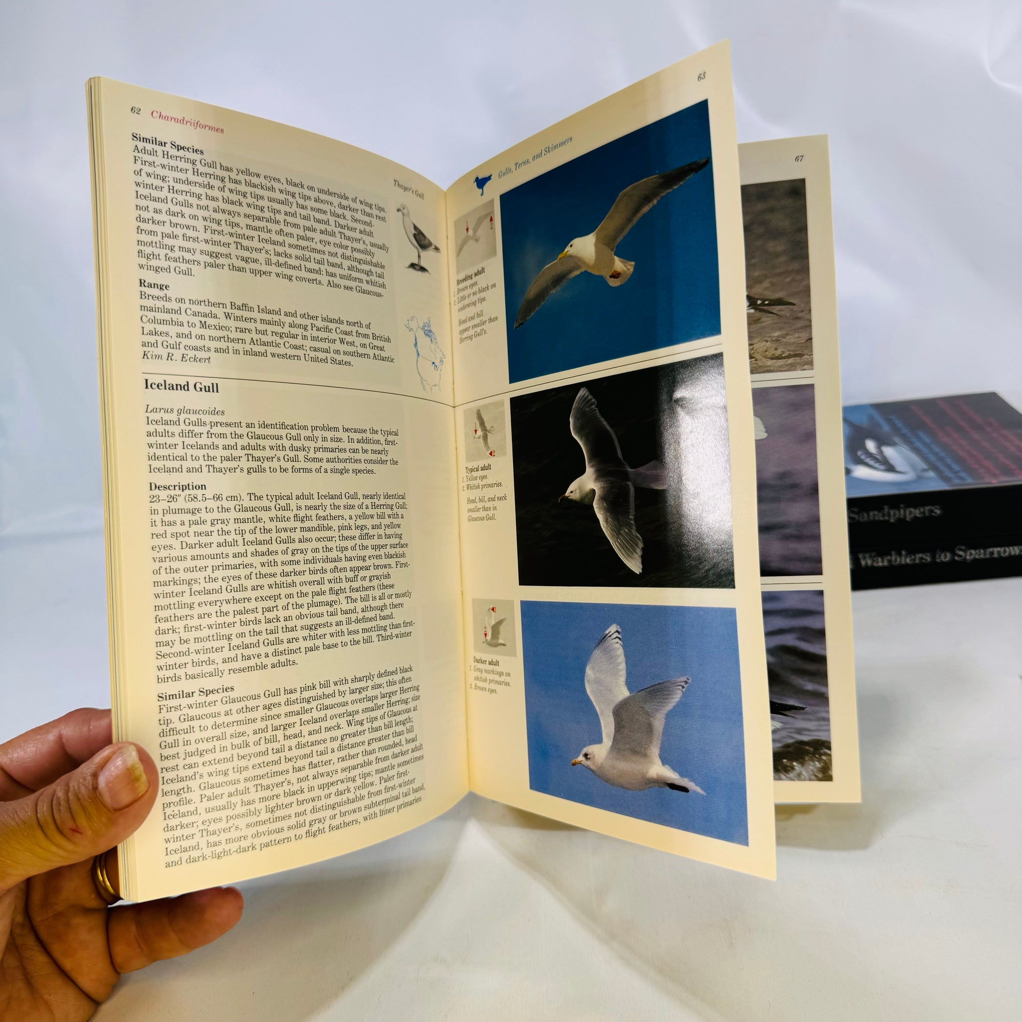 The Audubon Society Master Guide to Birding John Farrand 1983 by  First Edition Three Volumes Loons to Sandpipers Gulls to Dippers Old-World Warblers-Sparrows