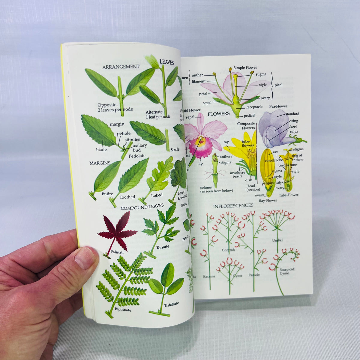 A Guide to Field Identification Wildflowers of North America by Frank Venning illustrated by Manabu C. Saito 1984 Golden Press