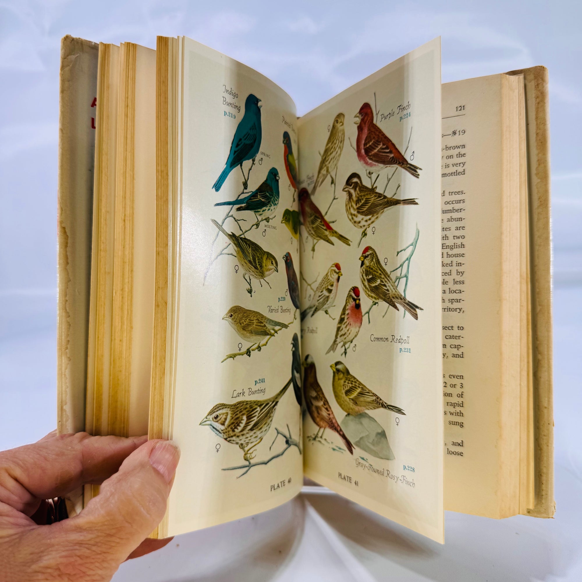 Audubon Land Bird Guide (Nature • Field Guide) – 1949 Illustrated Hardcover