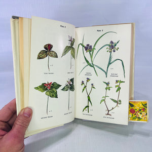 Wild Flower Guide Northeastern and Midland United States by Edgar T. Wherry illustrated by Tabea Hofmann 1948 Doubleday & Company