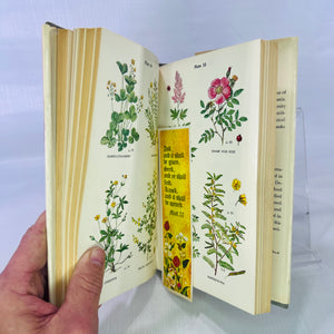 Wild Flower Guide Northeastern and Midland United States by Edgar T. Wherry illustrated by Tabea Hofmann 1948 Doubleday & Company