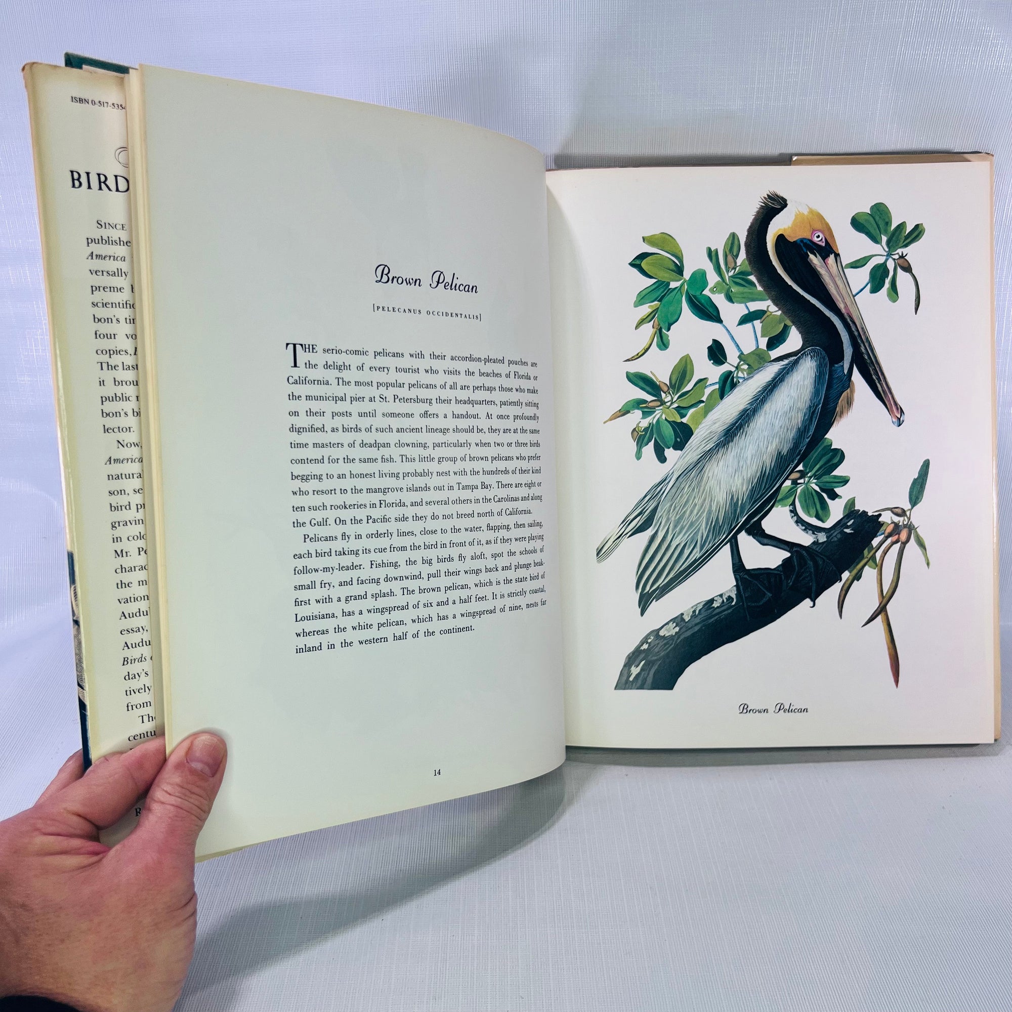 Favorite Audubon Birds of America Introduction by Roger Tory Peterson 1979 Crown Publishing