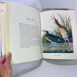 Favorite Audubon Birds of America Introduction by Roger Tory Peterson 1979 Crown Publishing