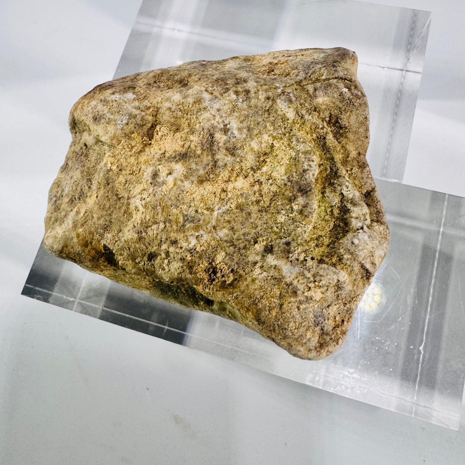 Fossil Coral Petoskey Style Stone Specimen Great Lakes Rockhound Display
