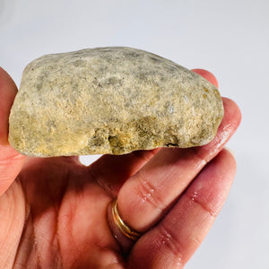 Fossil Coral Petoskey Style Stone Specimen Great Lakes Rockhound Display