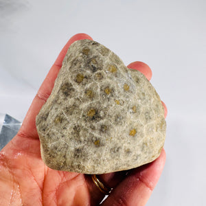 Fossil Coral Petoskey Style Stone Specimen Great Lakes Rockhound Display