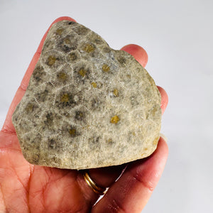 Fossil Coral Petoskey Style Stone Specimen Great Lakes Rockhound Display