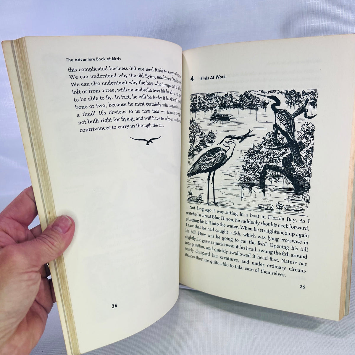The Adventure Book of Birds by William A. Jerr illustrations by Charlotte Howard 1959 A Capitol Young Adventure Book