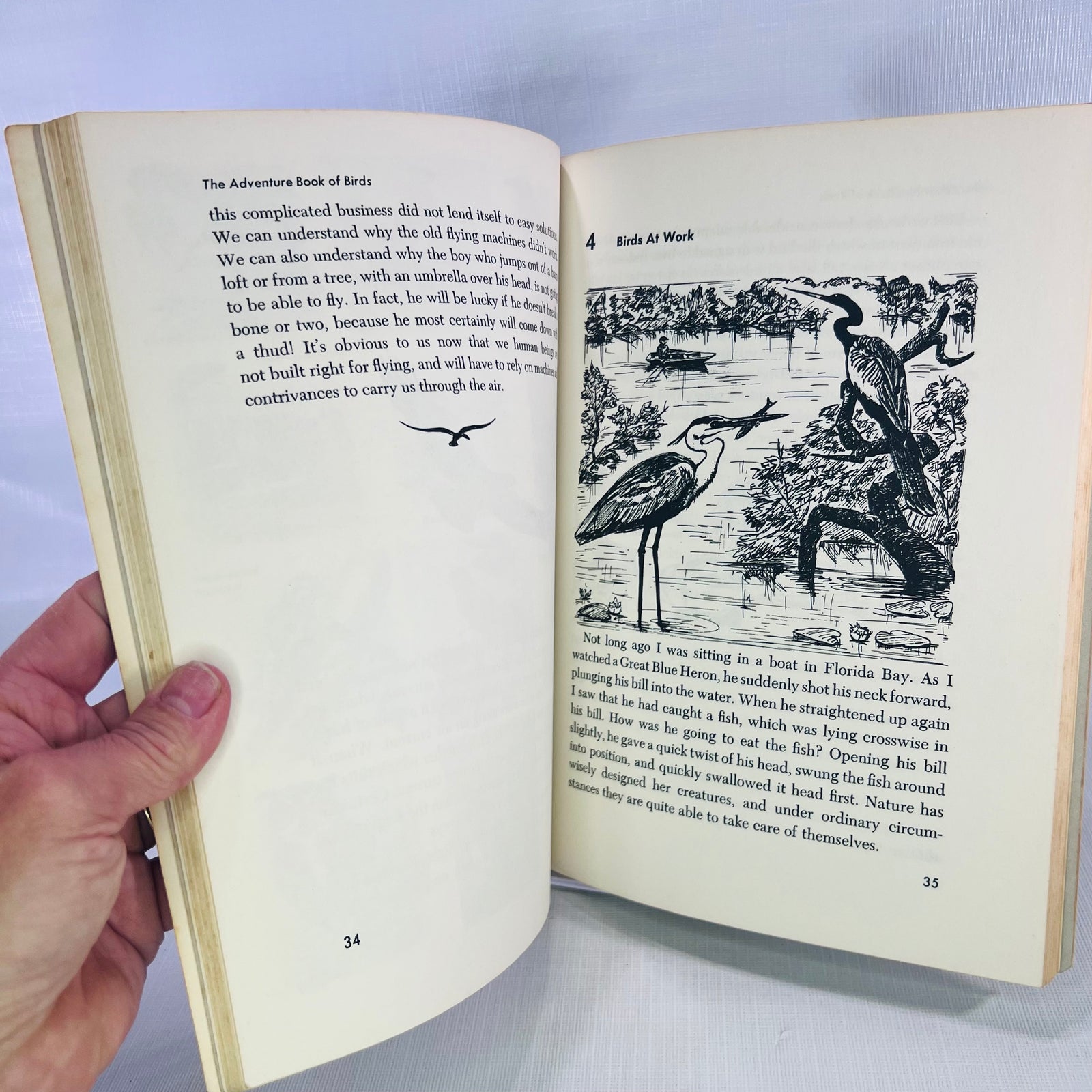 The Adventure Book of Birds by William A. Jerr illustrations by Charlotte Howard 1959 A Capitol Young Adventure Book