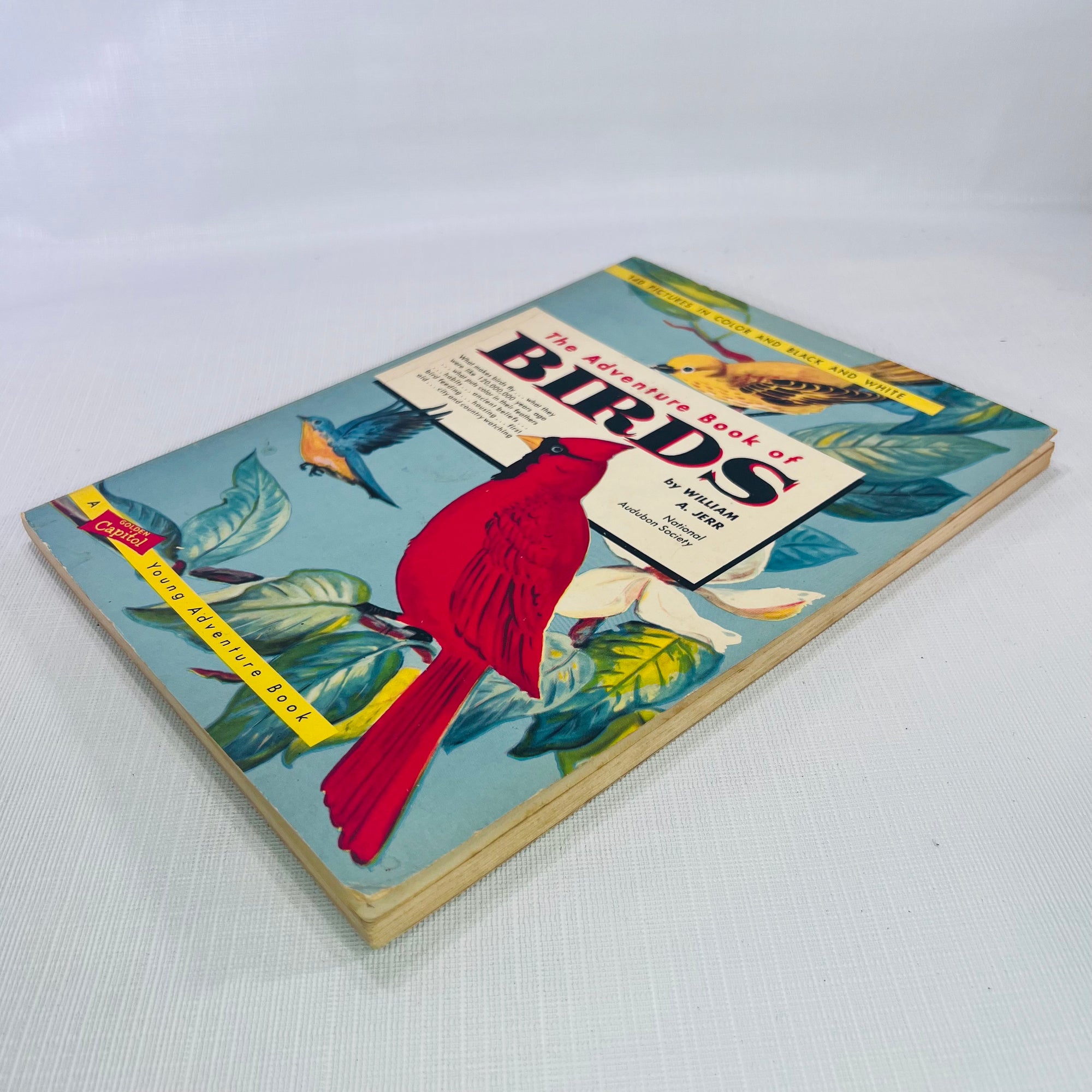 The Adventure Book of Birds by William A. Jerr illustrations by Charlotte Howard 1959 A Capitol Young Adventure Book