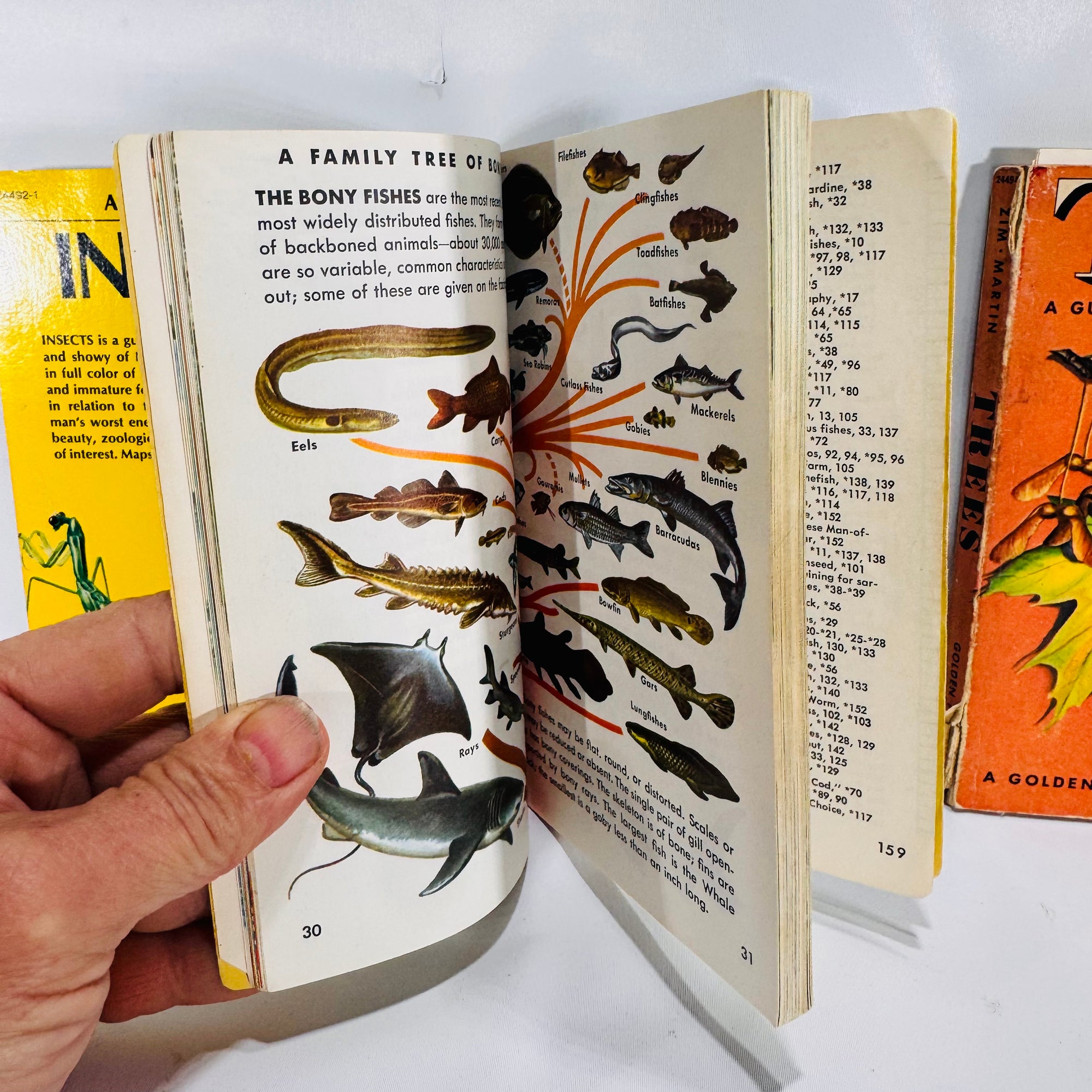 Vintage Golden Nature Guides — Birds, Fishes, Insects & Trees 1950's