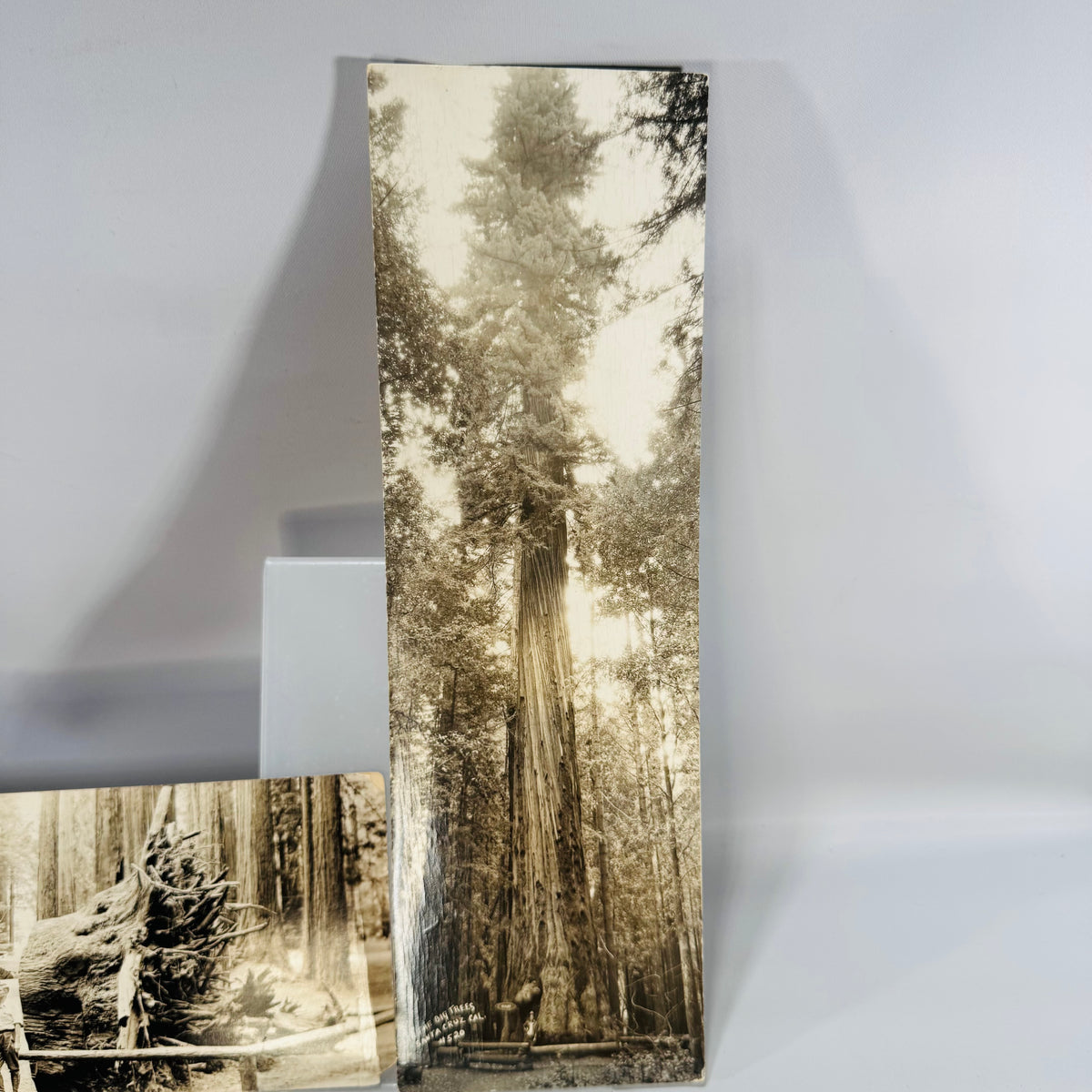 Redwood photo postcards 1941, tall Santa Cruz giant tree card standing upright