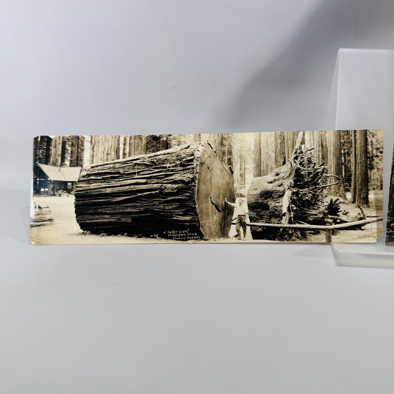 A Fallen Giant Richardson Grove redwood photo postcard 1941, panoramic log with a man