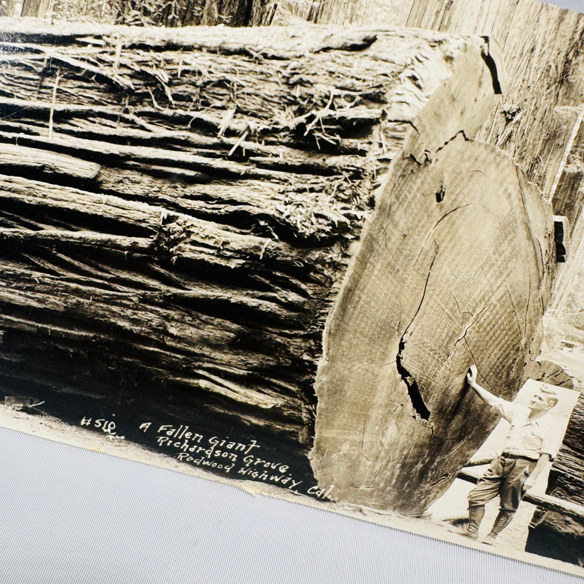 A Fallen Giant Richardson Grove postcard 1941 close up, #510 caption and cut log end