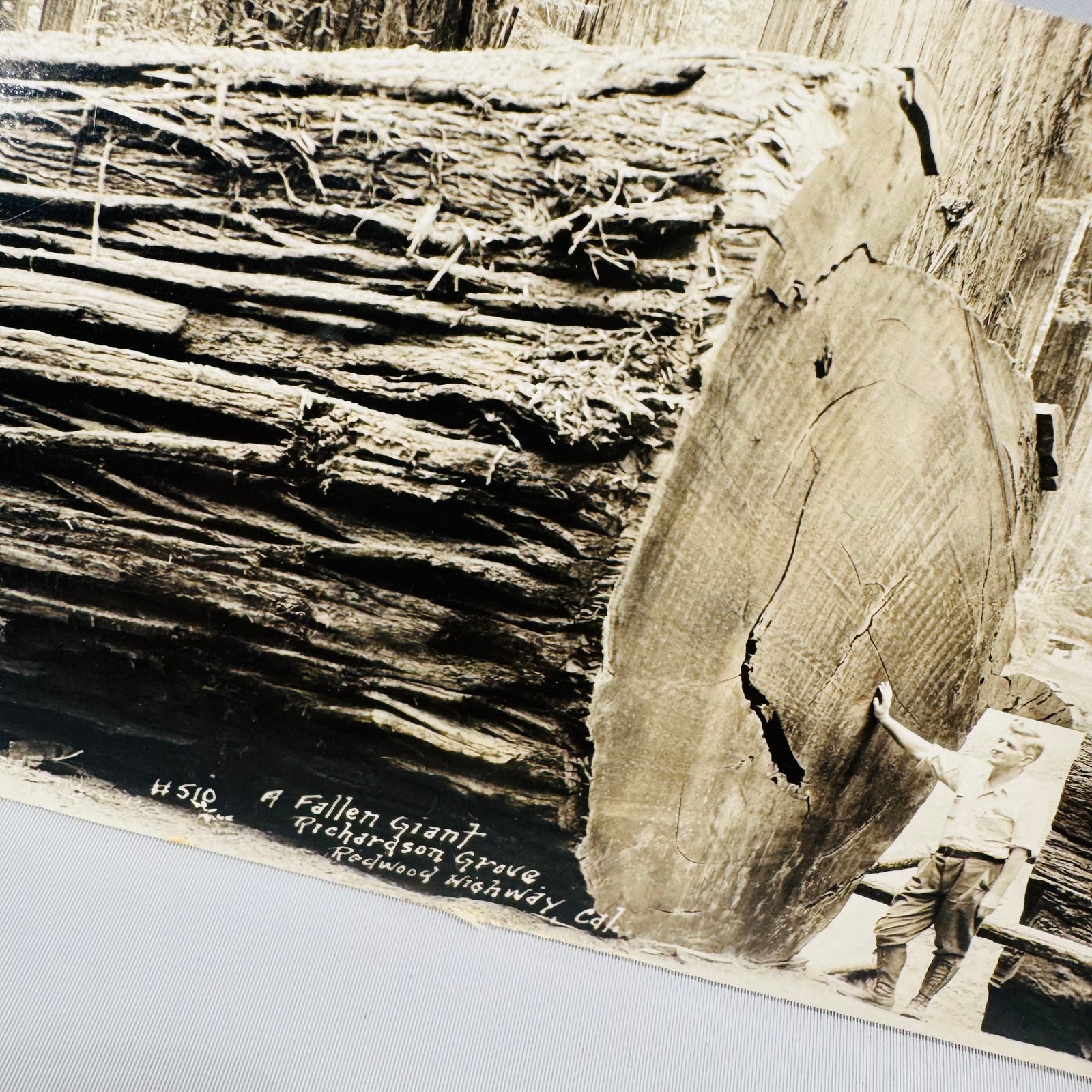 A Fallen Giant Richardson Grove postcard 1941 close up, #510 caption and cut log end