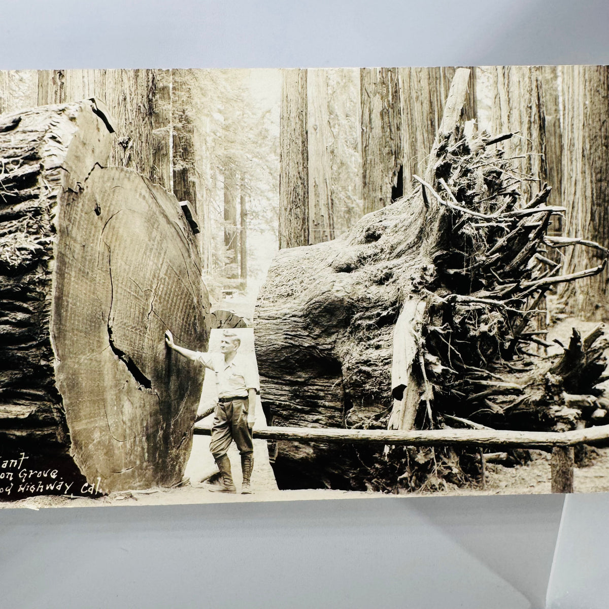 Fallen Giant redwood postcard 1941, man beside the log and the fallen tree roots