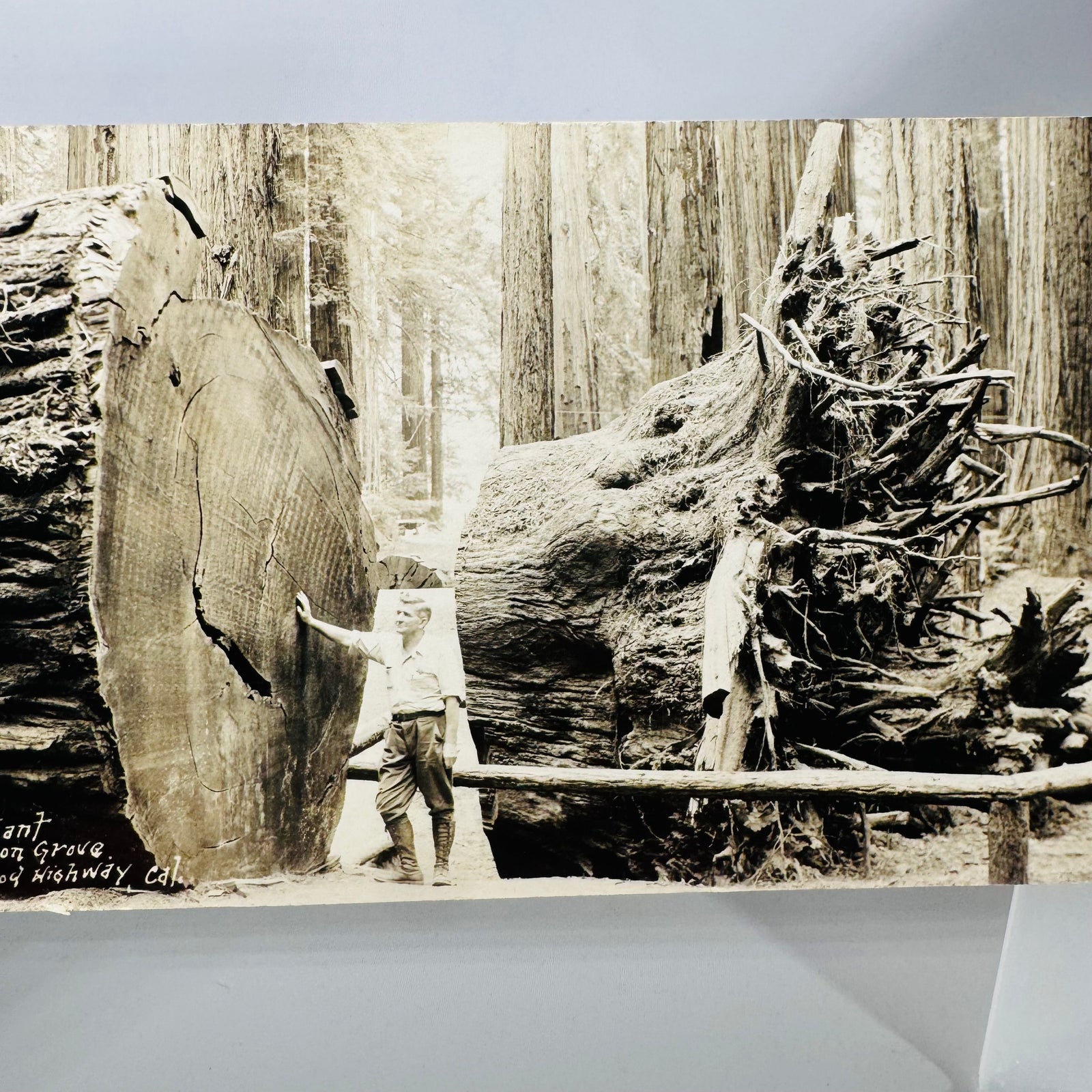 Fallen Giant redwood postcard 1941, man beside the log and the fallen tree roots