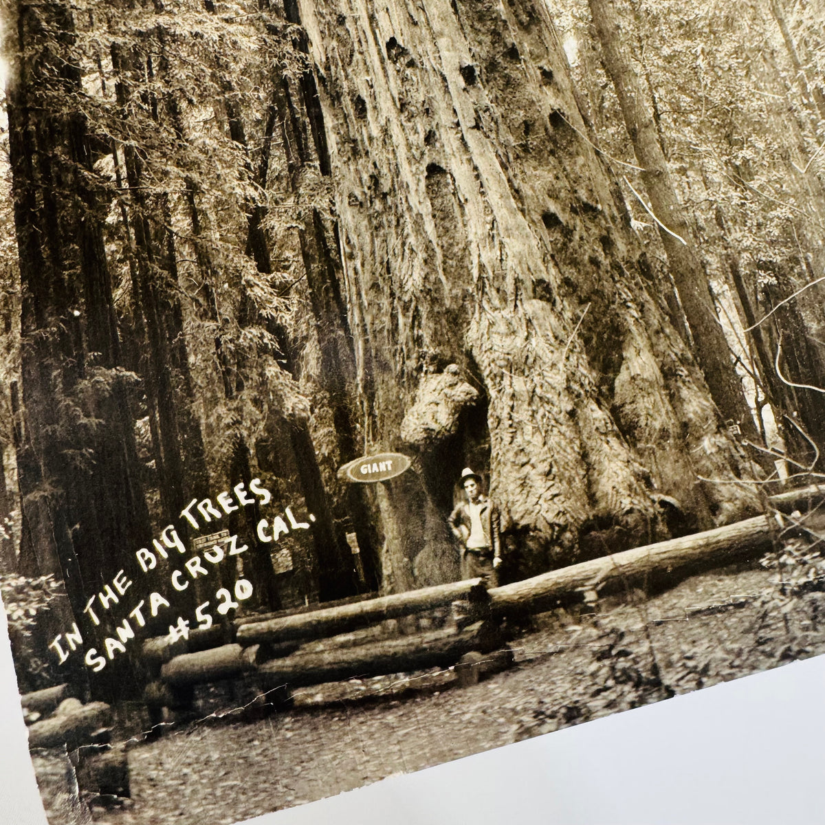 In the Big Trees Santa Cruz redwood postcard 1941, GIANT sign and a man at the base