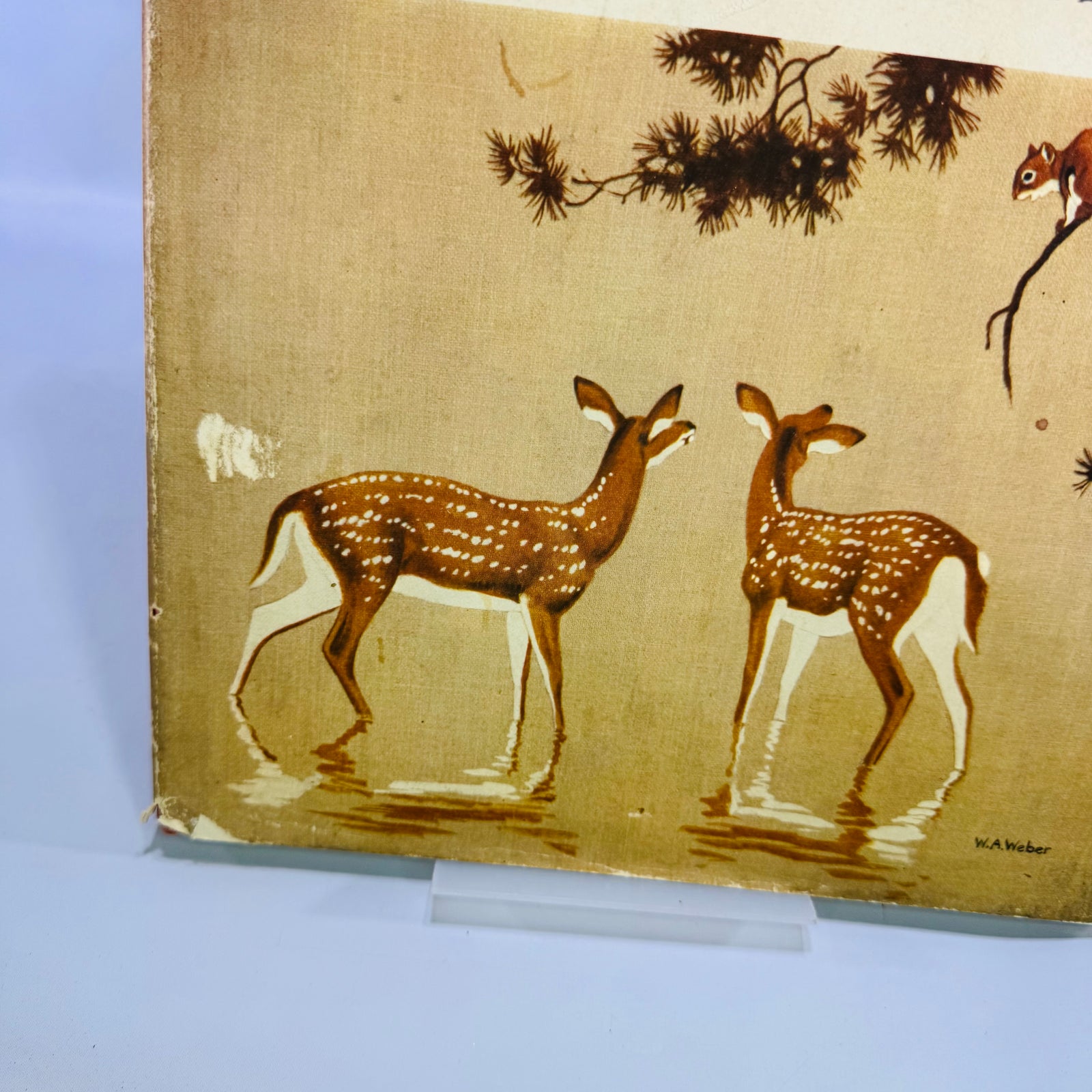 Homes and Habits of Wild Animals by Karl Patterson Schmidt 1934 Hardcover with Dust Jacket Walter Alois Weber Illustrations