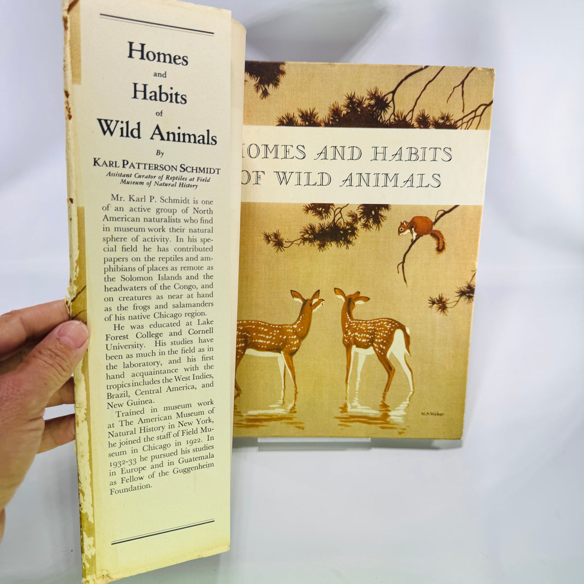 Homes and Habits of Wild Animals by Karl Patterson Schmidt 1934 Hardcover with Dust Jacket Walter Alois Weber Illustrations