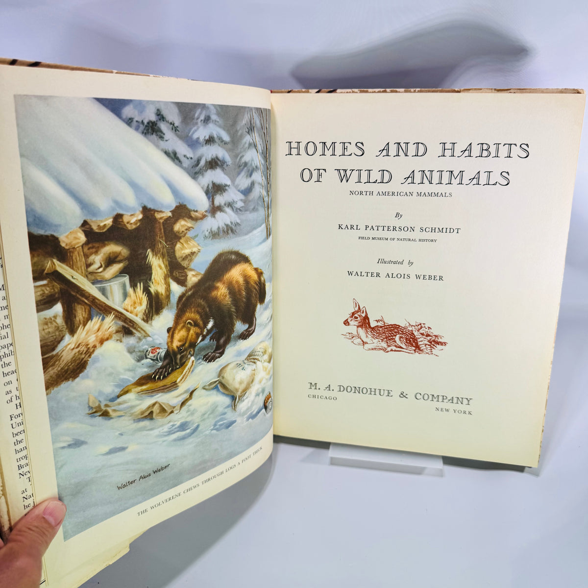 Homes and Habits of Wild Animals by Karl Patterson Schmidt 1934 Hardcover with Dust Jacket Walter Alois Weber Illustrations