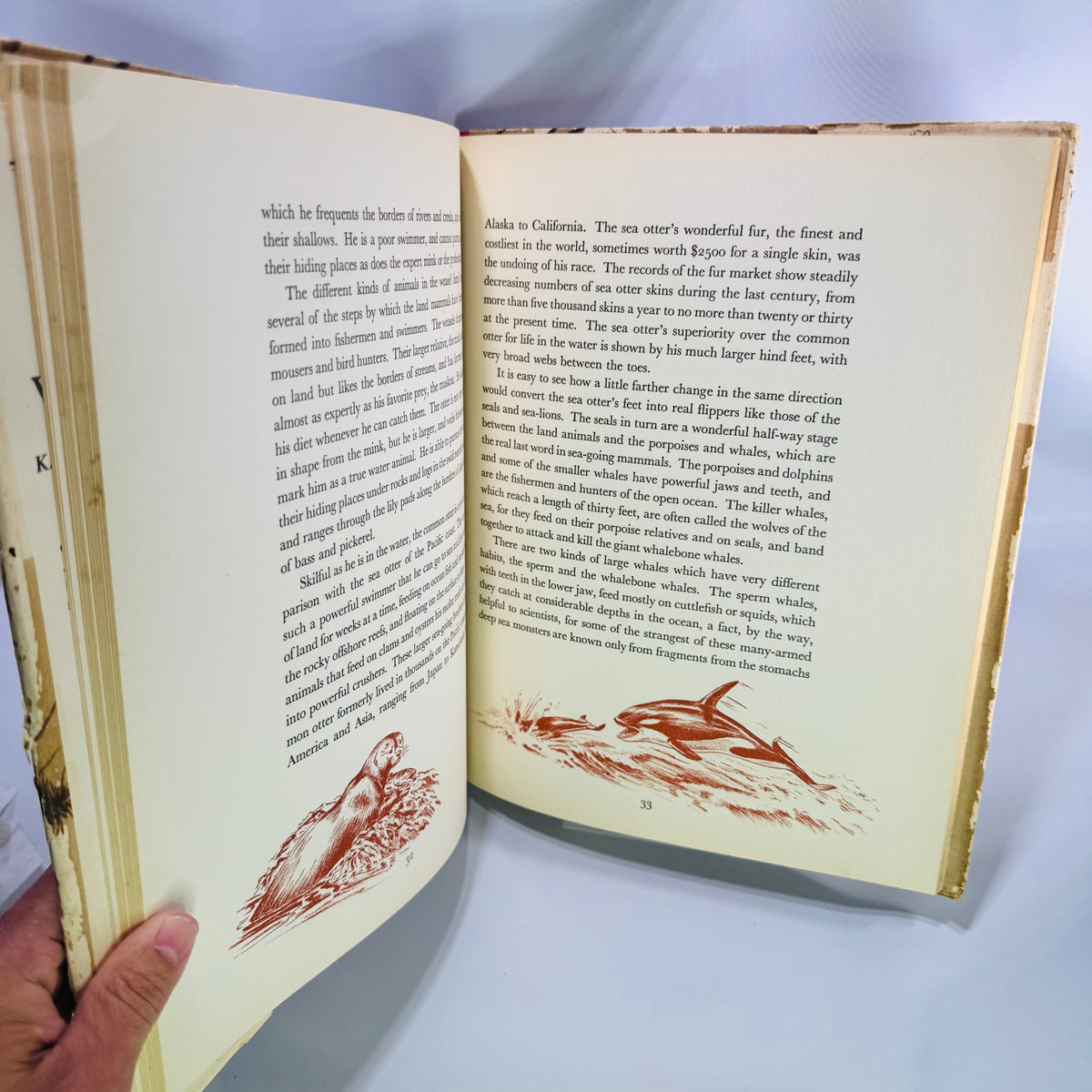 Homes and Habits of Wild Animals by Karl Patterson Schmidt 1934 Hardcover with Dust Jacket Walter Alois Weber Illustrations