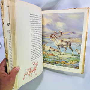 Homes and Habits of Wild Animals by Karl Patterson Schmidt 1934 Hardcover with Dust Jacket Walter Alois Weber Illustrations