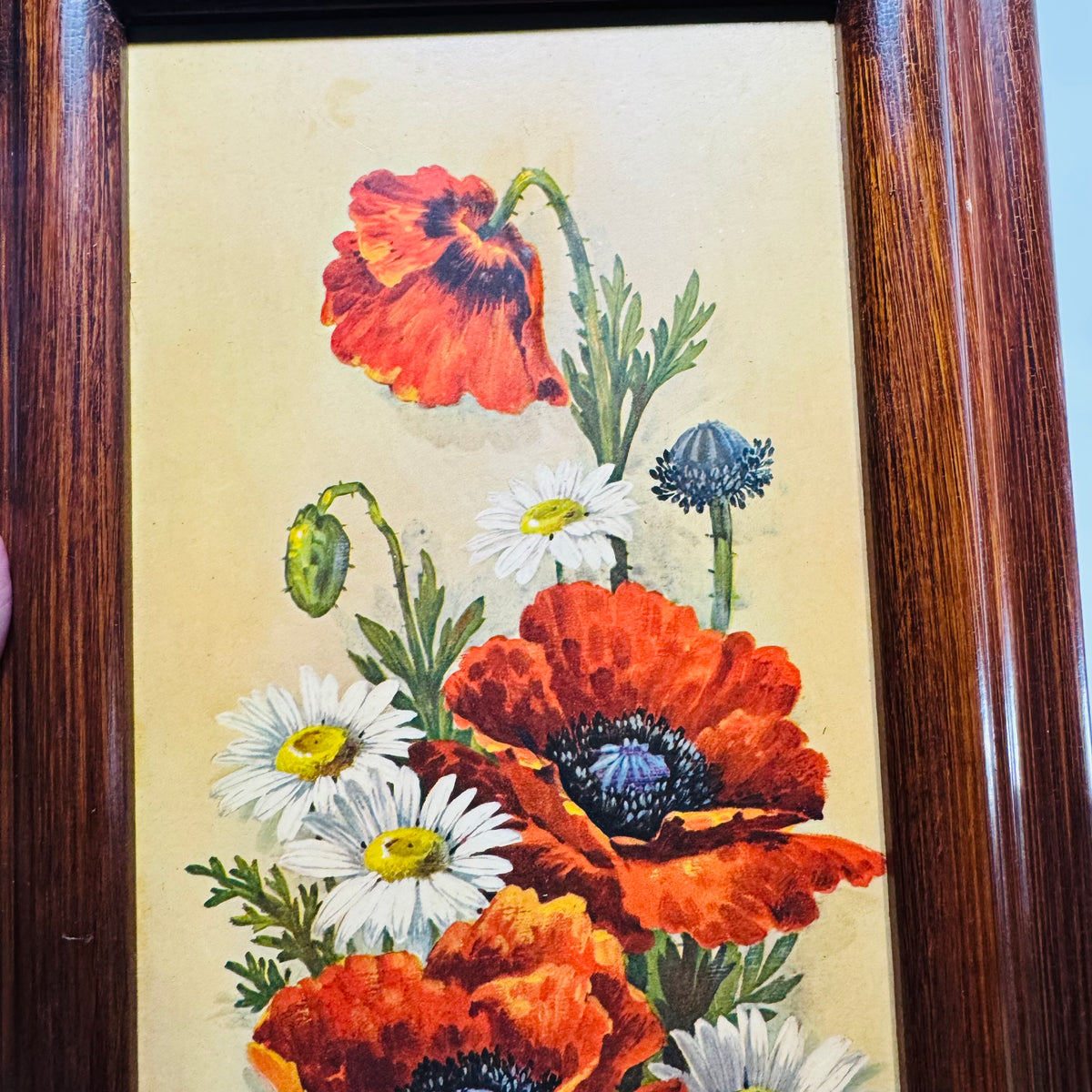 Vintage Framed Floral Print  by ROBERT LAESSIG ANA— Poppies & Daisies (18x9)