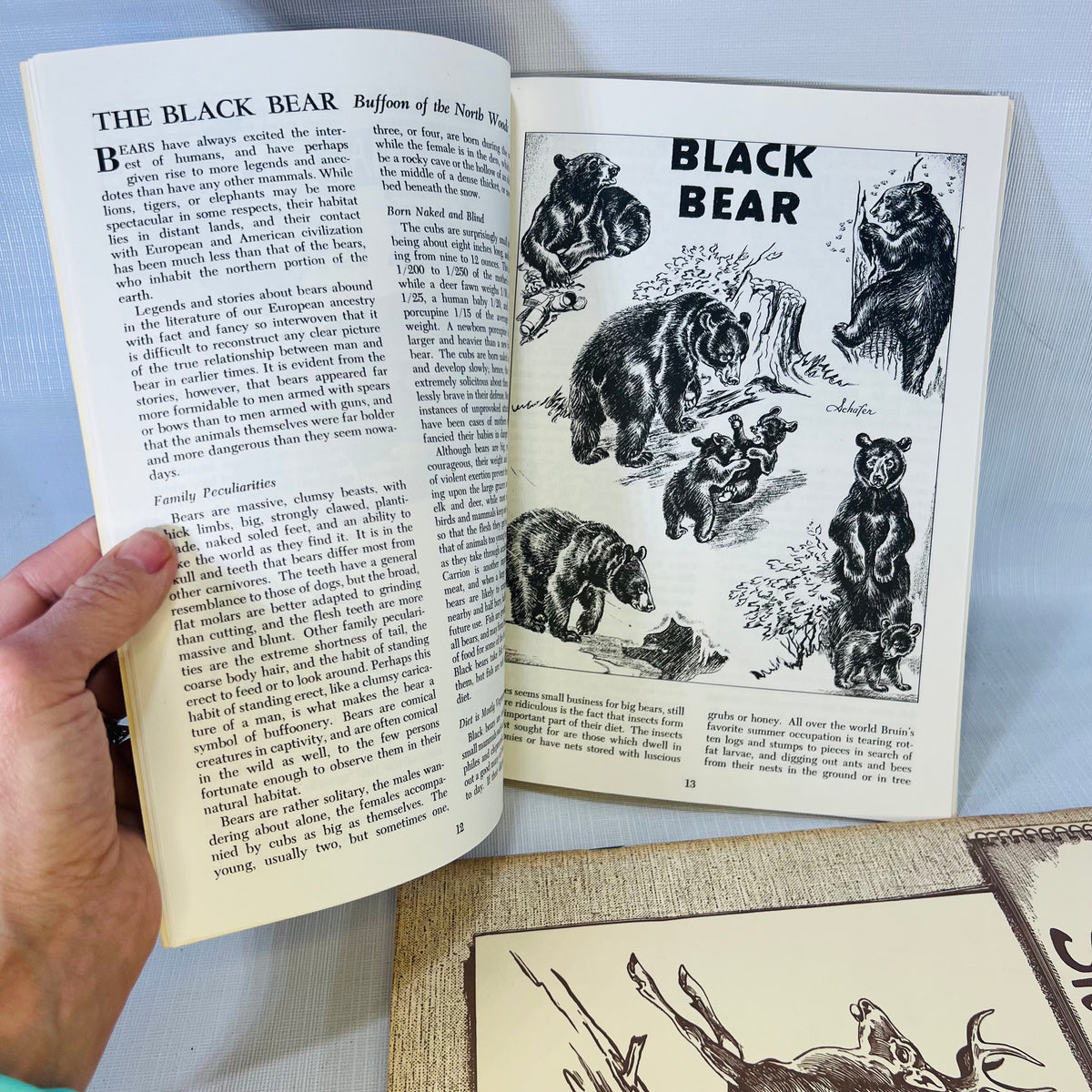 Pair of Michigan Wildlife Sketches Native Mammals of Michigan's Forest Fields & Marshes by G.W. Bradt and Charles Schafer 1971 & 72 Michigan Dept. of Conservation