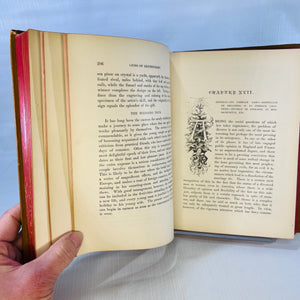 Gems of Deportment and Hints of Etiquette a Manual of Instructions for the Home by Mrs. M.L. Rayne 1860 Tyler & Co.Antique Gold Gilt Pages Book