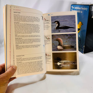 The Audubon Society Master Guide to Birding John Farrand 1985 Box Set Three Volumes Loons to Sandpipers Gulls to Dippers Old-World Warblers-Sparrows