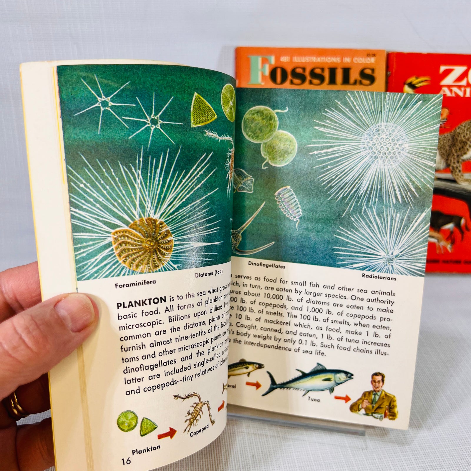 3 Golden Nature Guides Seashores (1955) Fossils (1962) & Zoo Animals (1967) Western Publishing Inc